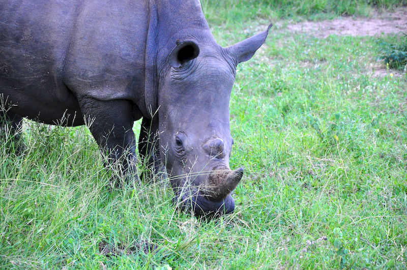 Melanie Heinrich - travel images - Lion Sands Private game reserver Hazyview